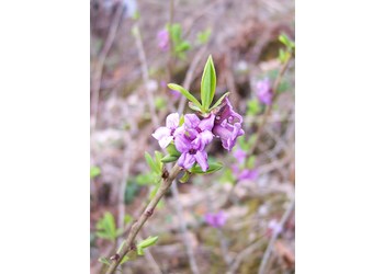 Echter Seidelbast (Daphne mezereum) - © Philipp Sengl